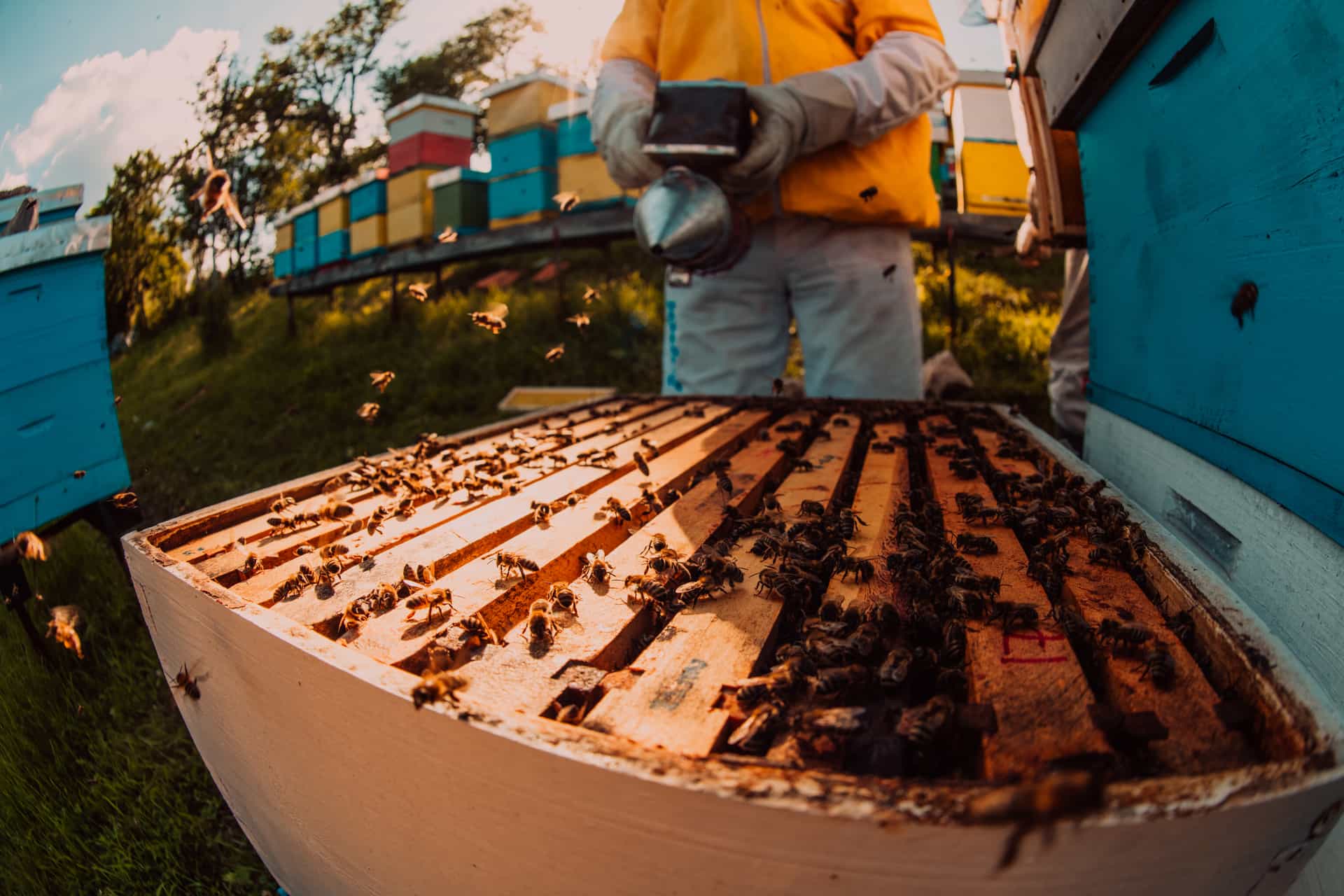 Effective Hive Inspection Techniques