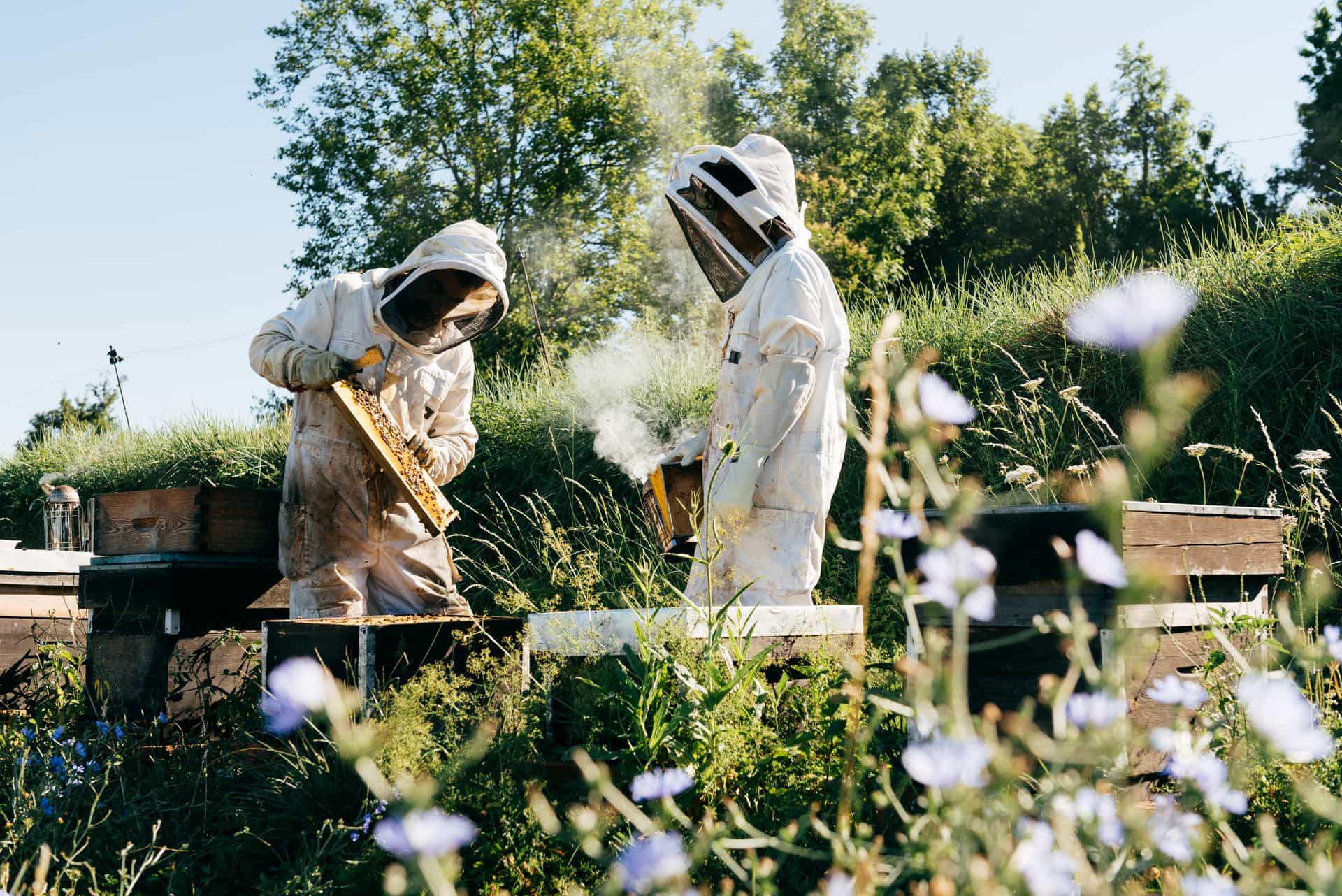 Spring is a crucial time for your hives, setting the stage for a productive season. Let's explore how you can keep track of pollen and sugar feed to ensure a strong start.