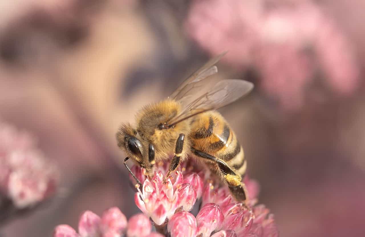 A honeybee foraging on a flower, the real nectar source behind every jar