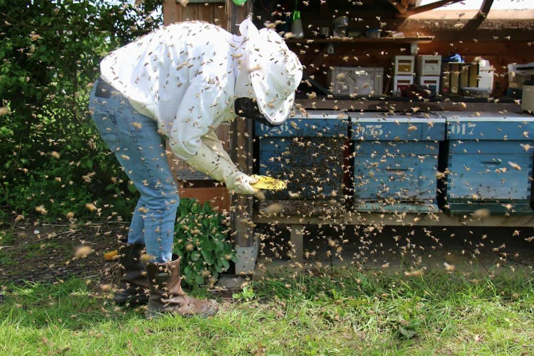 Beekeeper in a full suit working a hive during a late-season check