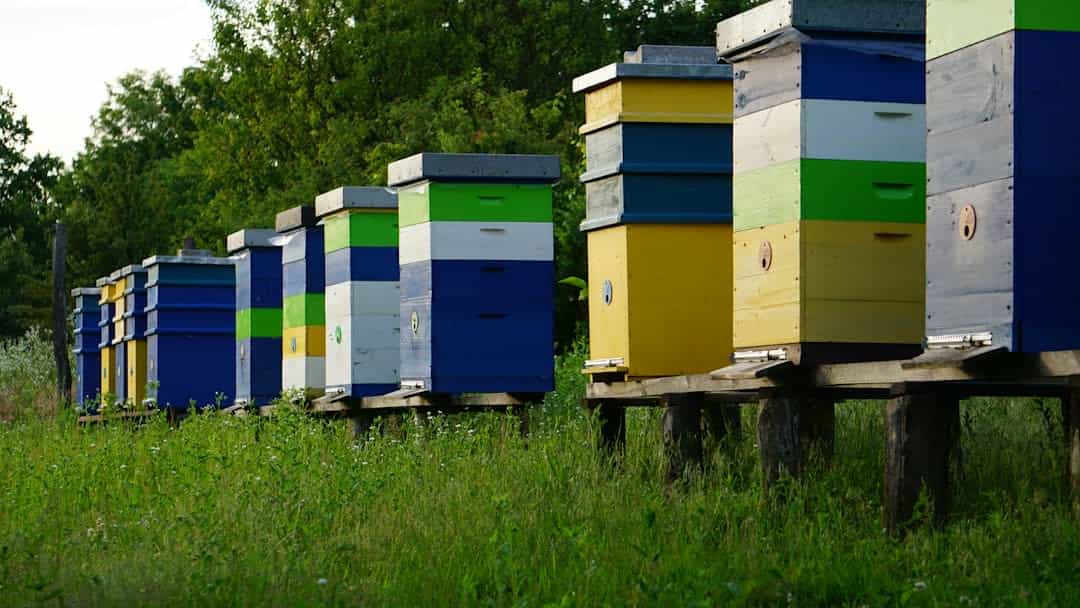 A row of beehives in a late-season inspection