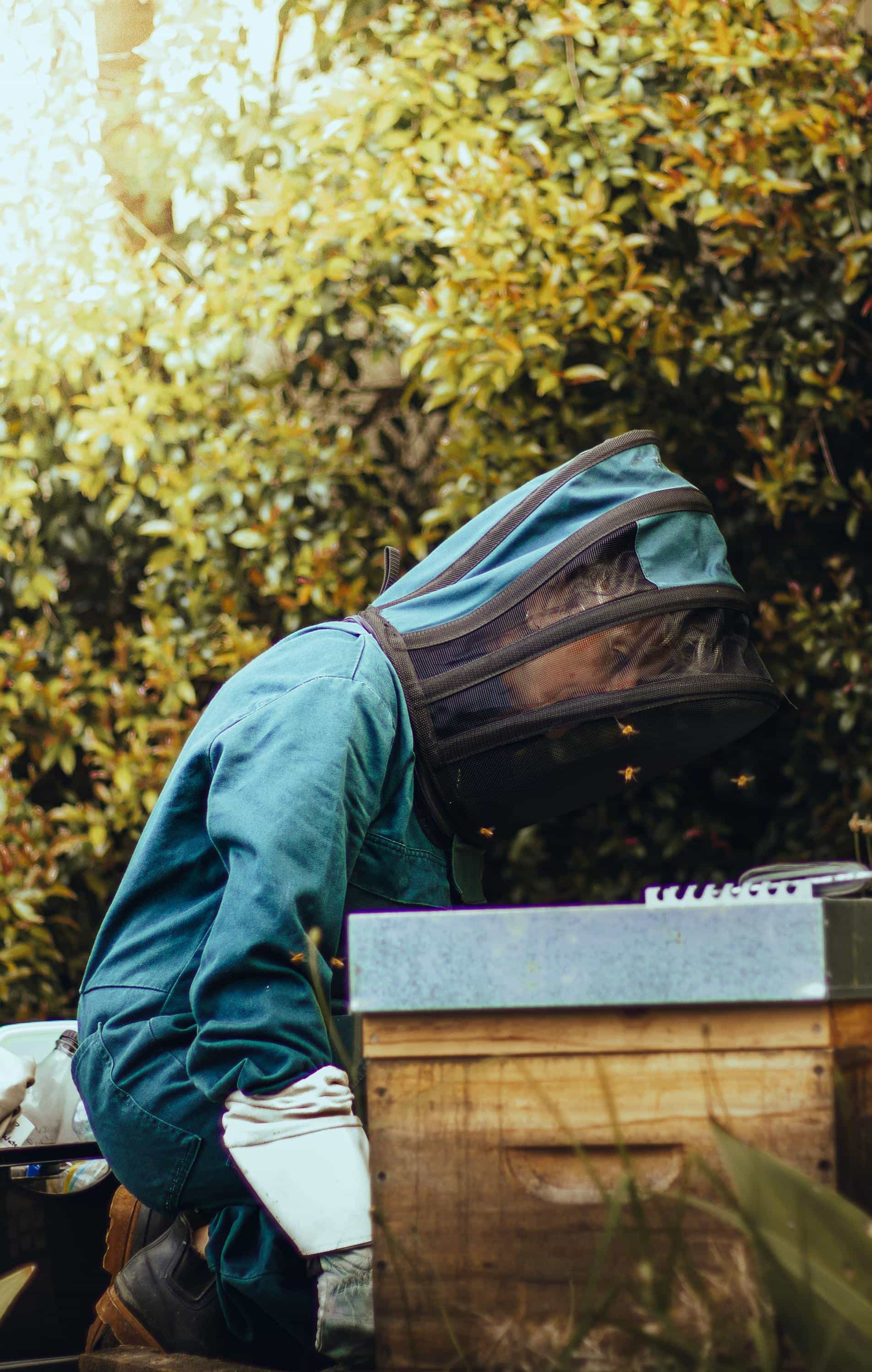 Beekeeper tending to a hive in lush late-summer greenery