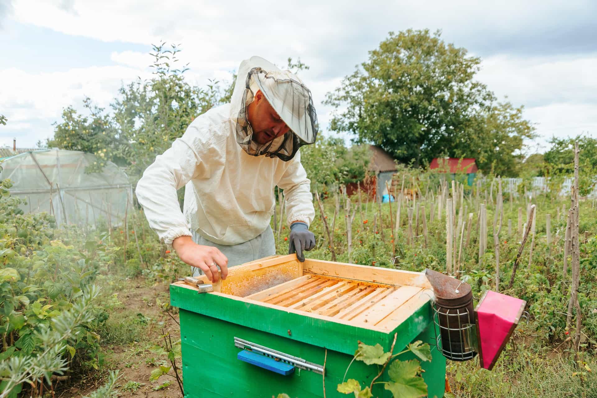 Beekeeper checking frames for queen status and varroa levels in the apiary