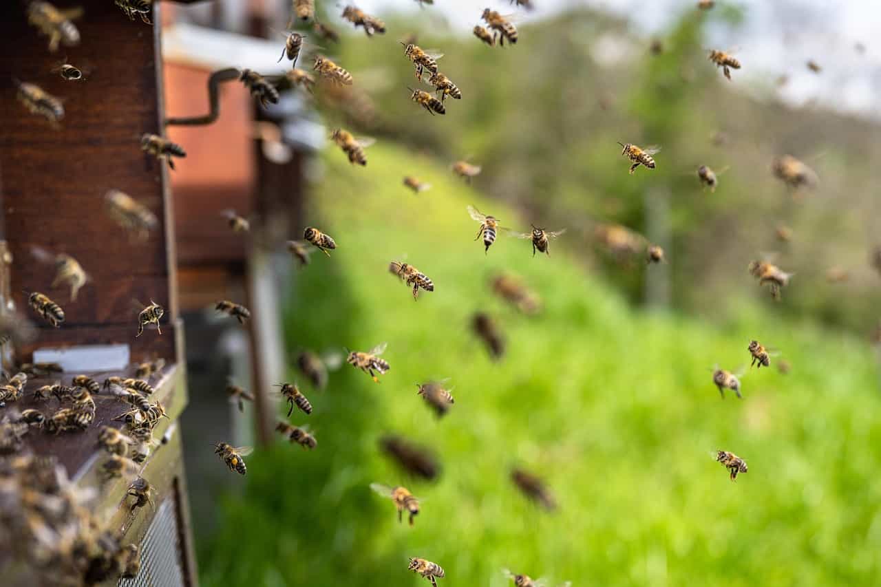 Spring hive inspections are crucial for ensuring your bees are happy and healthy. To make this process smoother, it's essential to have a few handy tips at your disposal. These can keep you organized and efficient, even when time is tight.