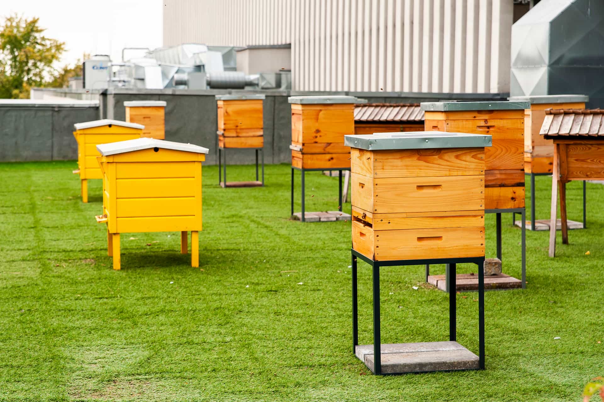 Rooftop Hives