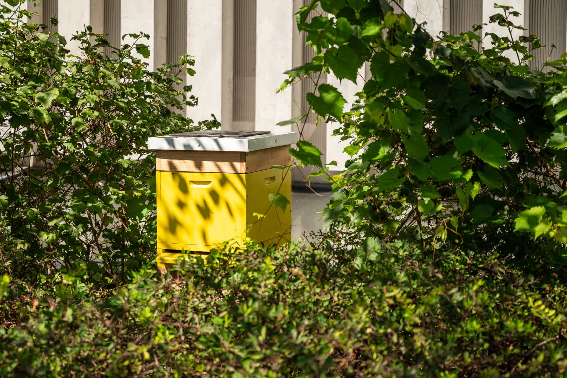 Urban backyard hives, play a big role in urban hive counts