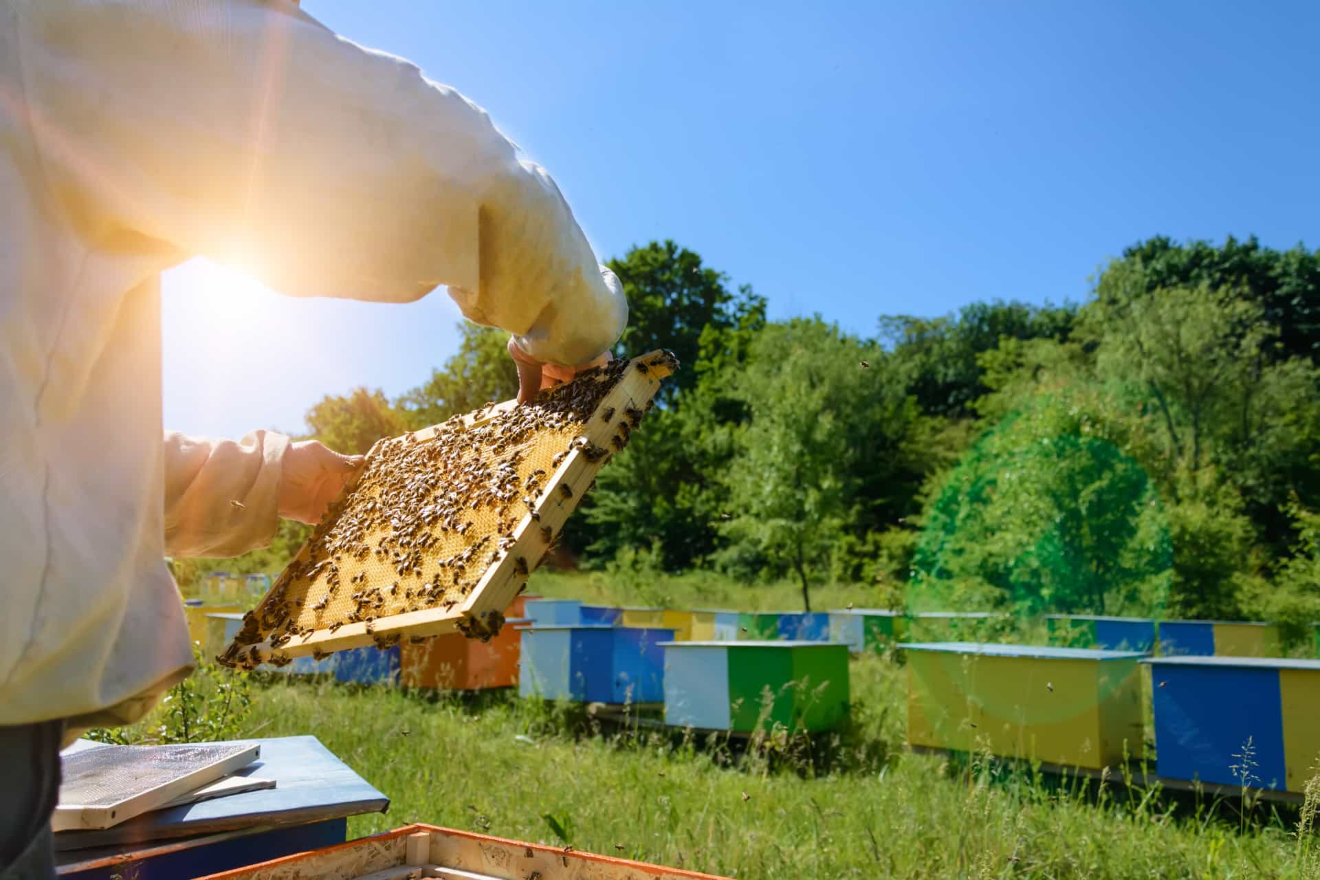 The APiLOG app represents a significant leap forward in beekeeping record keeping. It offers a range of features designed to simplify your work and help you improve hive health.