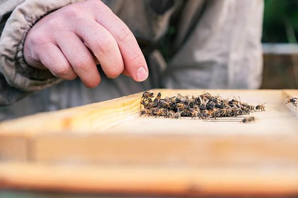 Primer plano de la mano de un apicultor junto a un grupo de abejas