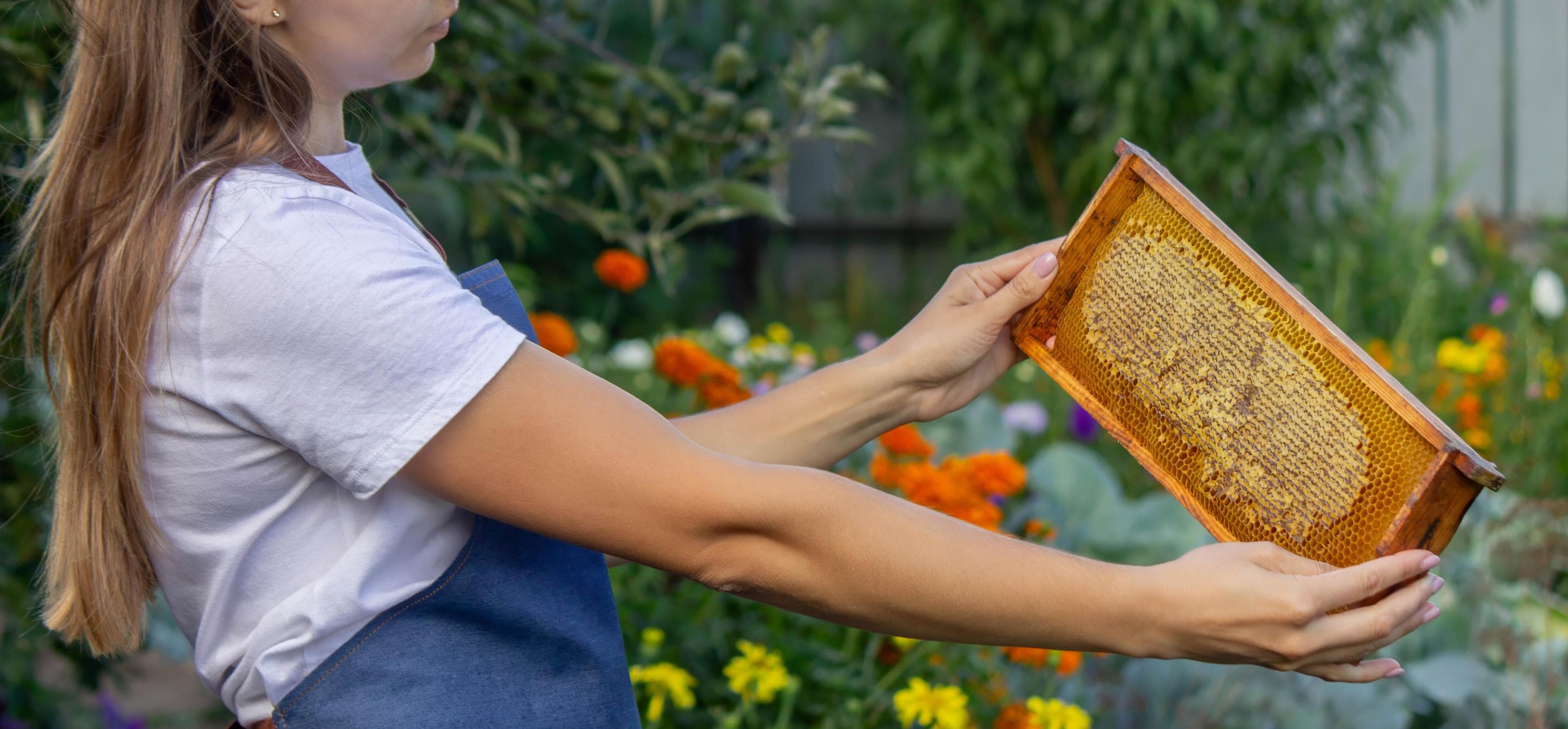 Woman beekeeper holding a honey frame in a garden
