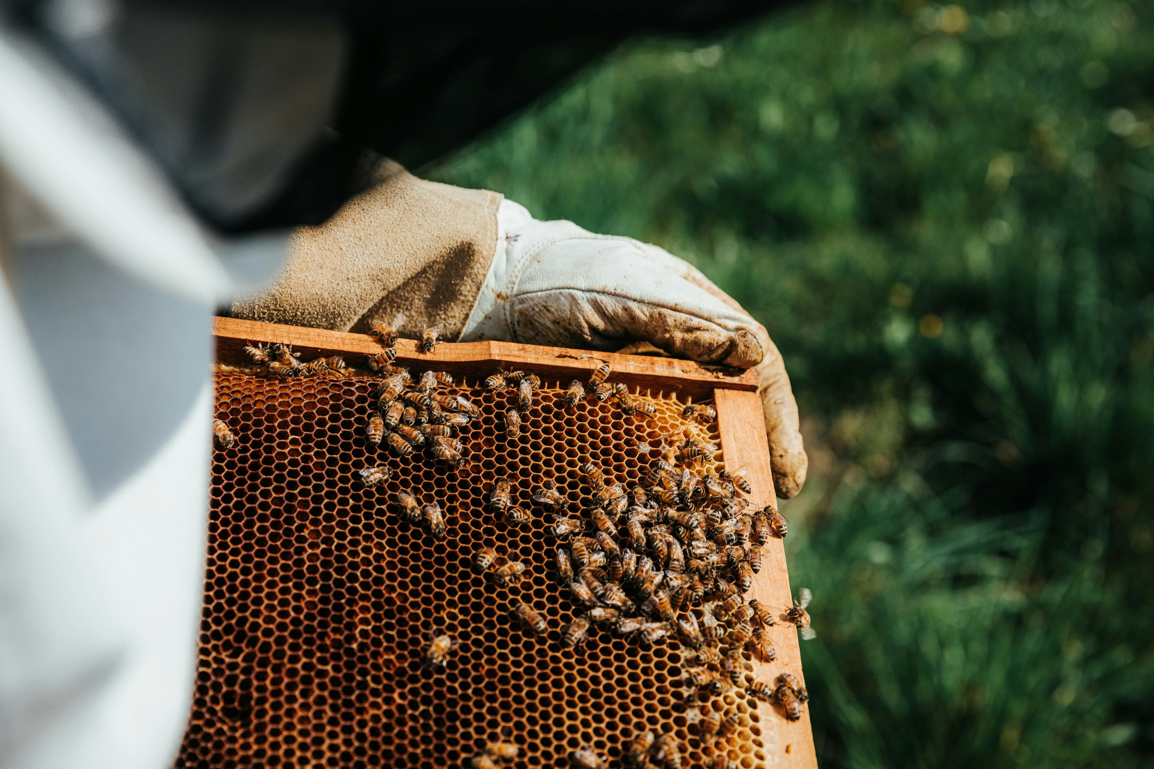 From Video to Hive Records: How APiLOG Transforms Beekeeping Videos into Data