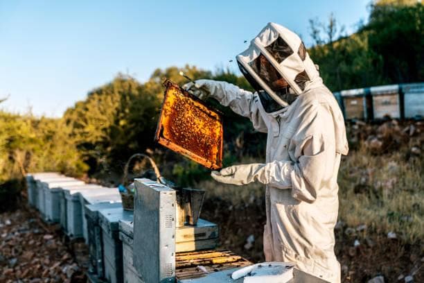 Price Your Honey Like a Pro: Using Hive Records to Justify a Premium