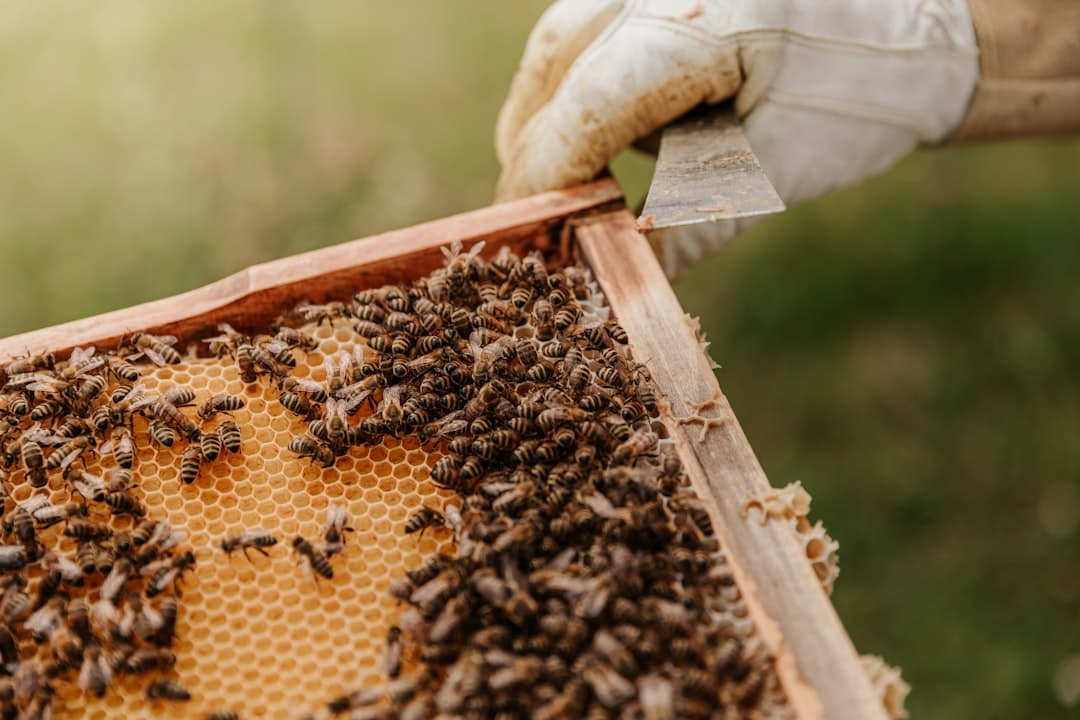 How to Organize Hive Inspection Records So They Stay Useful All Season