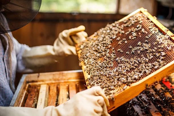 Beekeeper holding a frame of honeycomb during an inspection