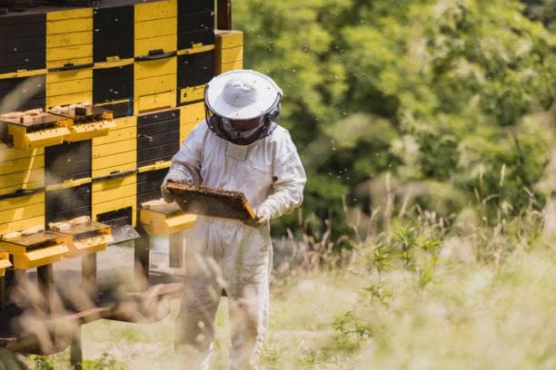 The Smart Hive Roadmap: 5 Ways to Modernize Your Apiary in 2027
