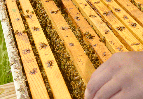 Spring Hive Inspections Made Simple: Record Keeping Tips for Beekeepers
