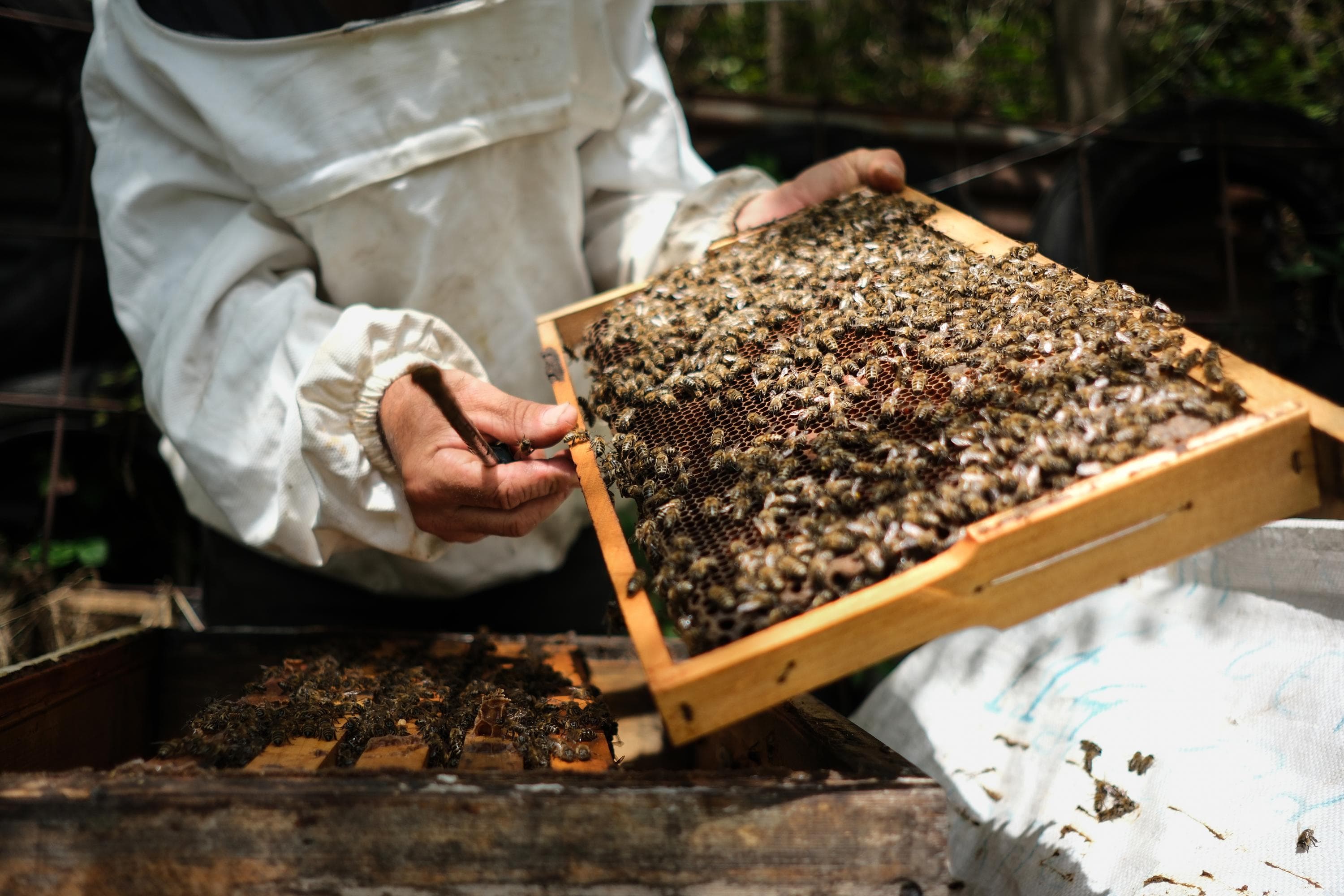 Beekeeper removing a comb full of bees from a hive