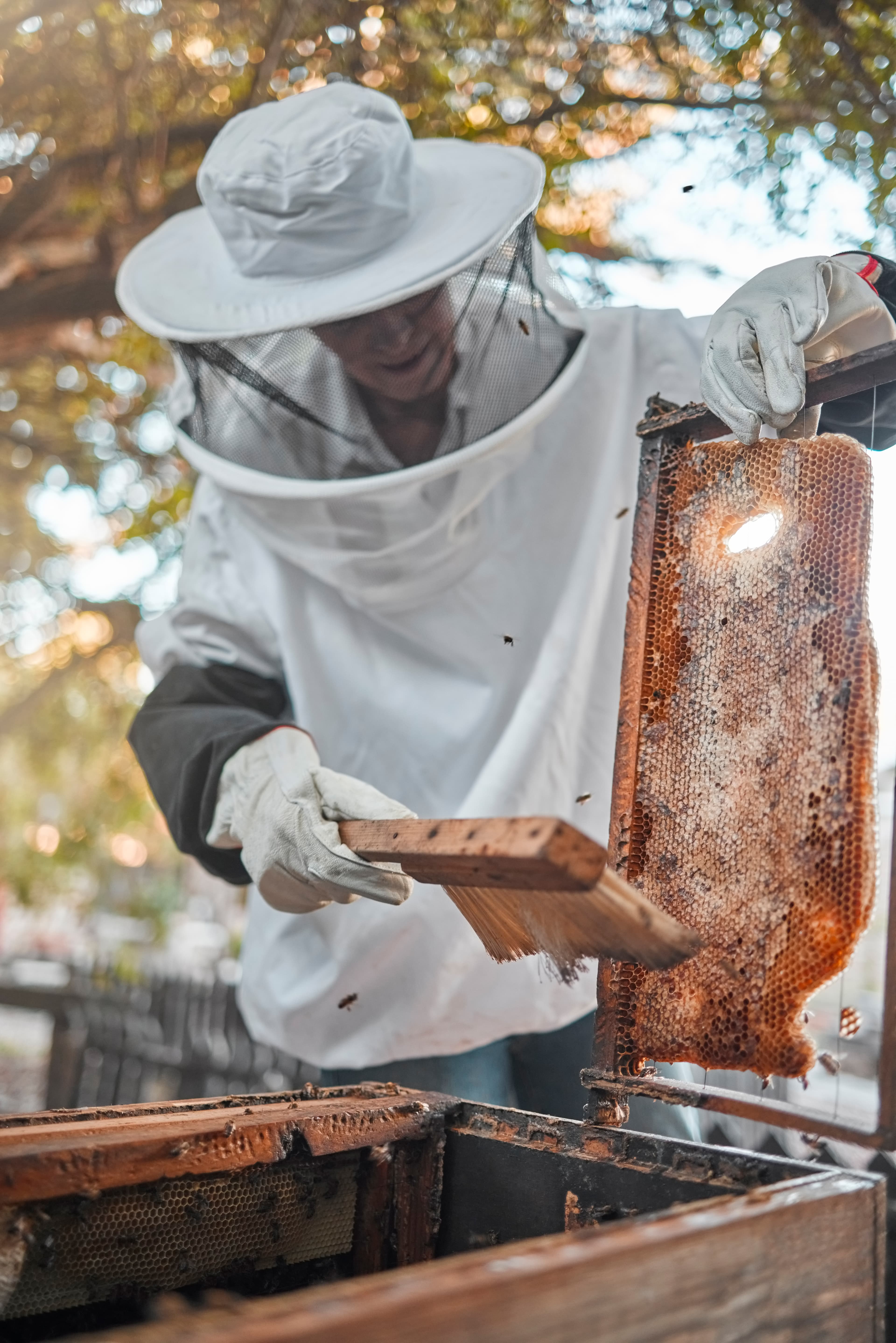 Beekeeper in protective suit working with hives