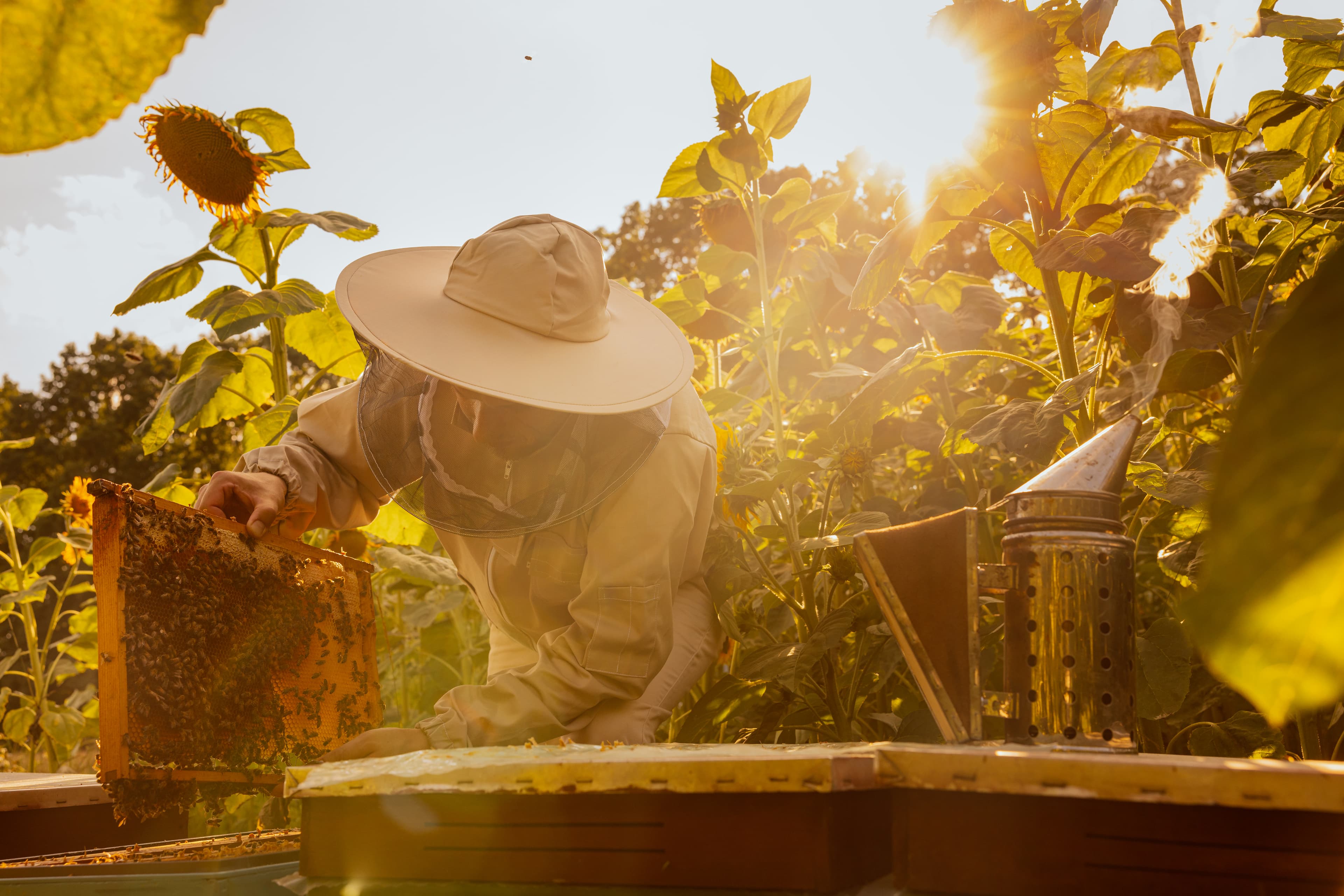 Woman beekeeper working in honey farm