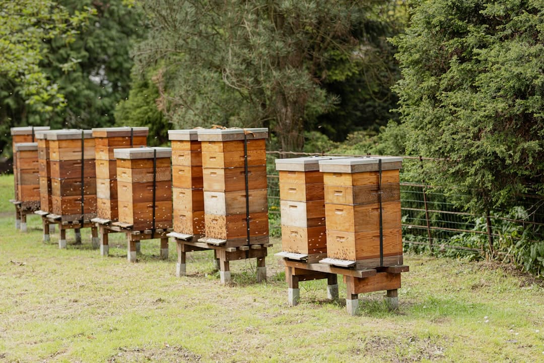 A frame of honey bees being lifted from a hive for inspection