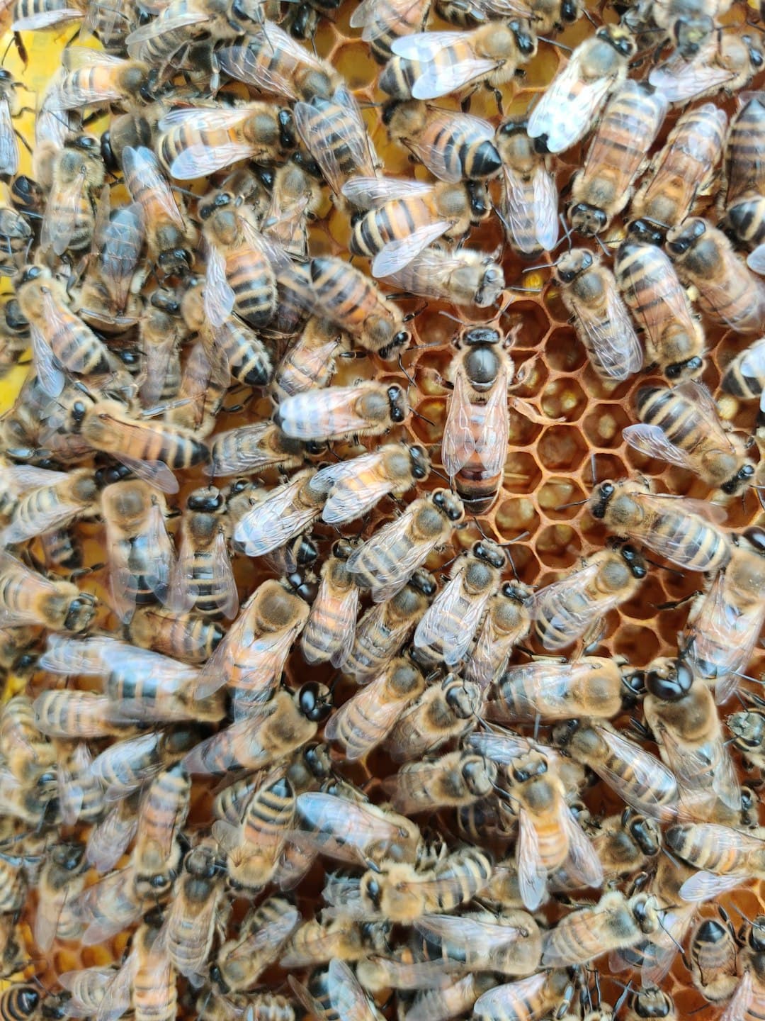 Close-up of a brood frame showing capped and uncapped brood cells alongside worker bees