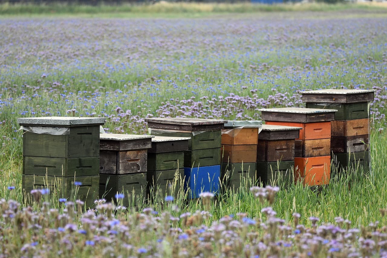 A stack of Langstroth hive boxes with frames removed for inspection