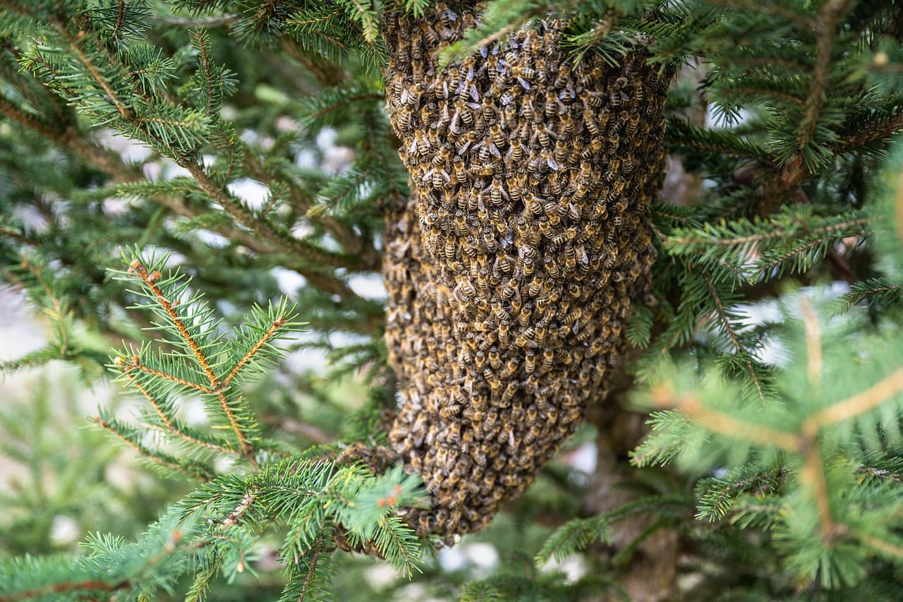 A nucleus colony box open to show drawn frames of bees being transferred into a new hive