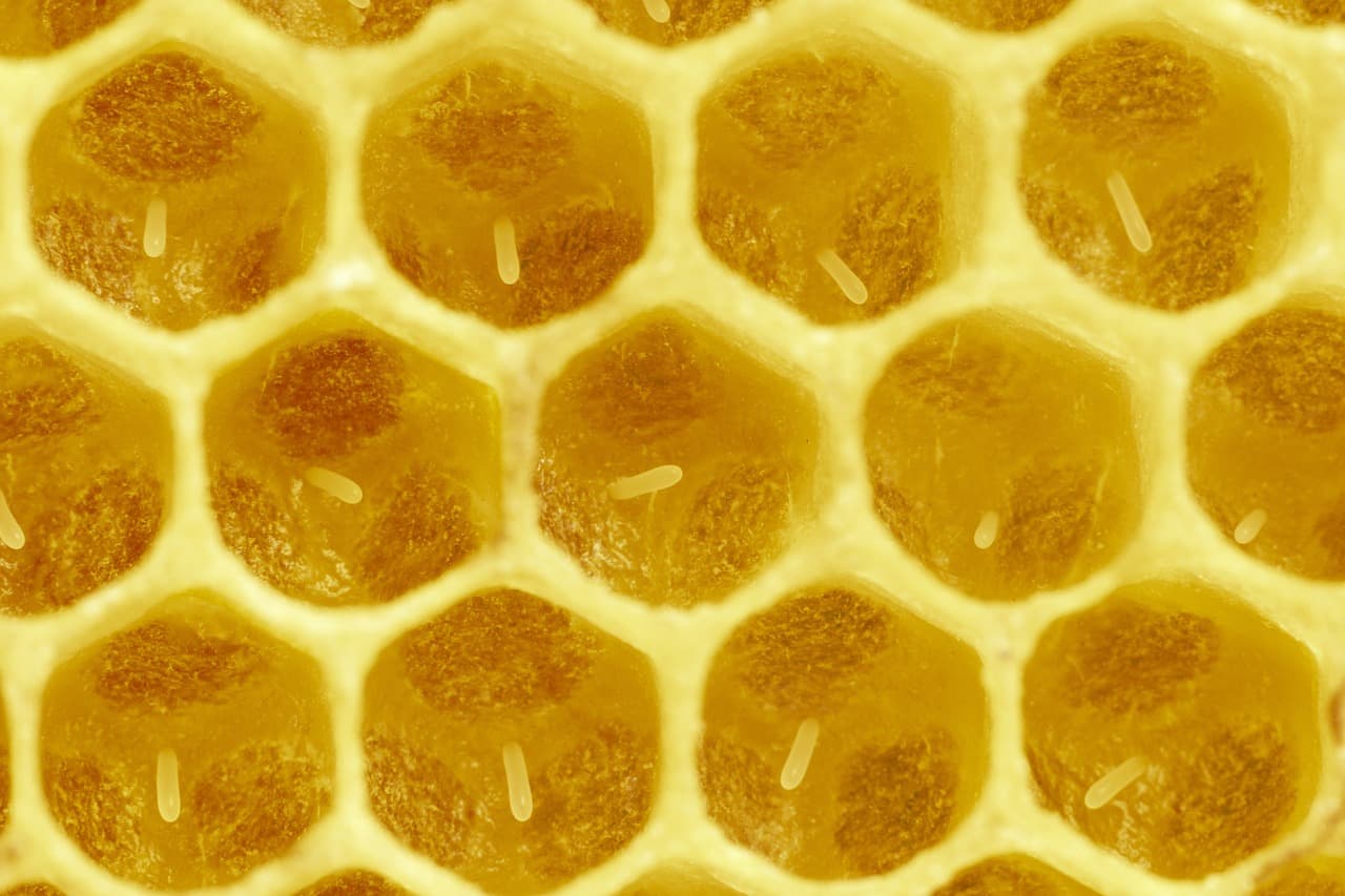 A beekeeper calmly examining a frame pulled from a hive during an inspection