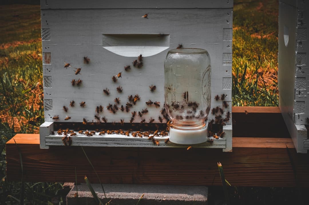 A hive-top feeder filled with sugar syrup being placed onto a beehive