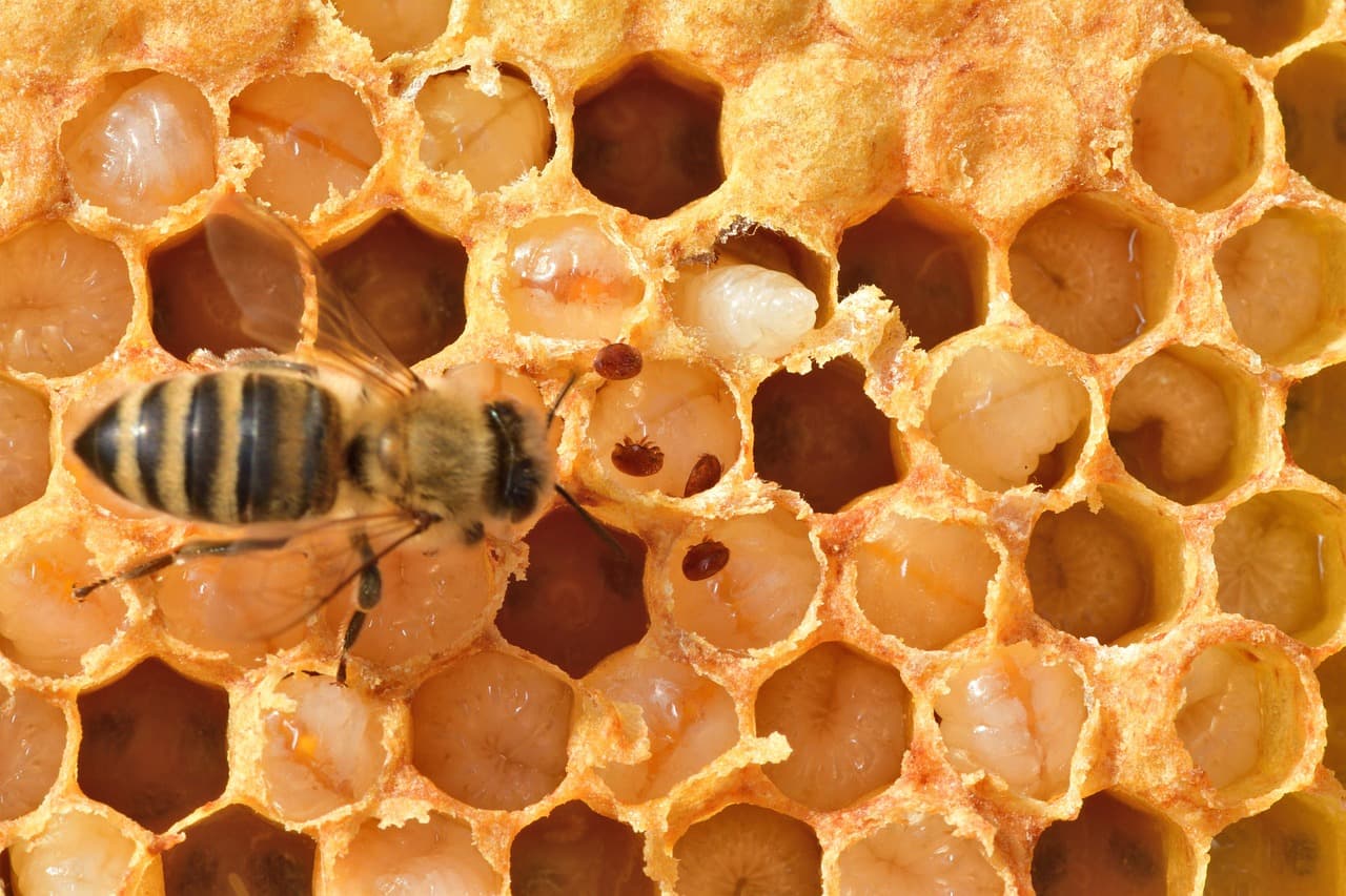 A close-up of a honey bee with a visible Varroa mite attached to its body