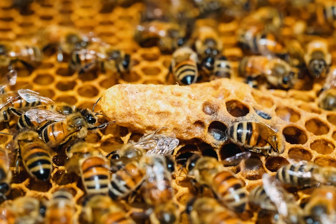 A large cluster of honey bees that have swarmed, hanging from a tree branch