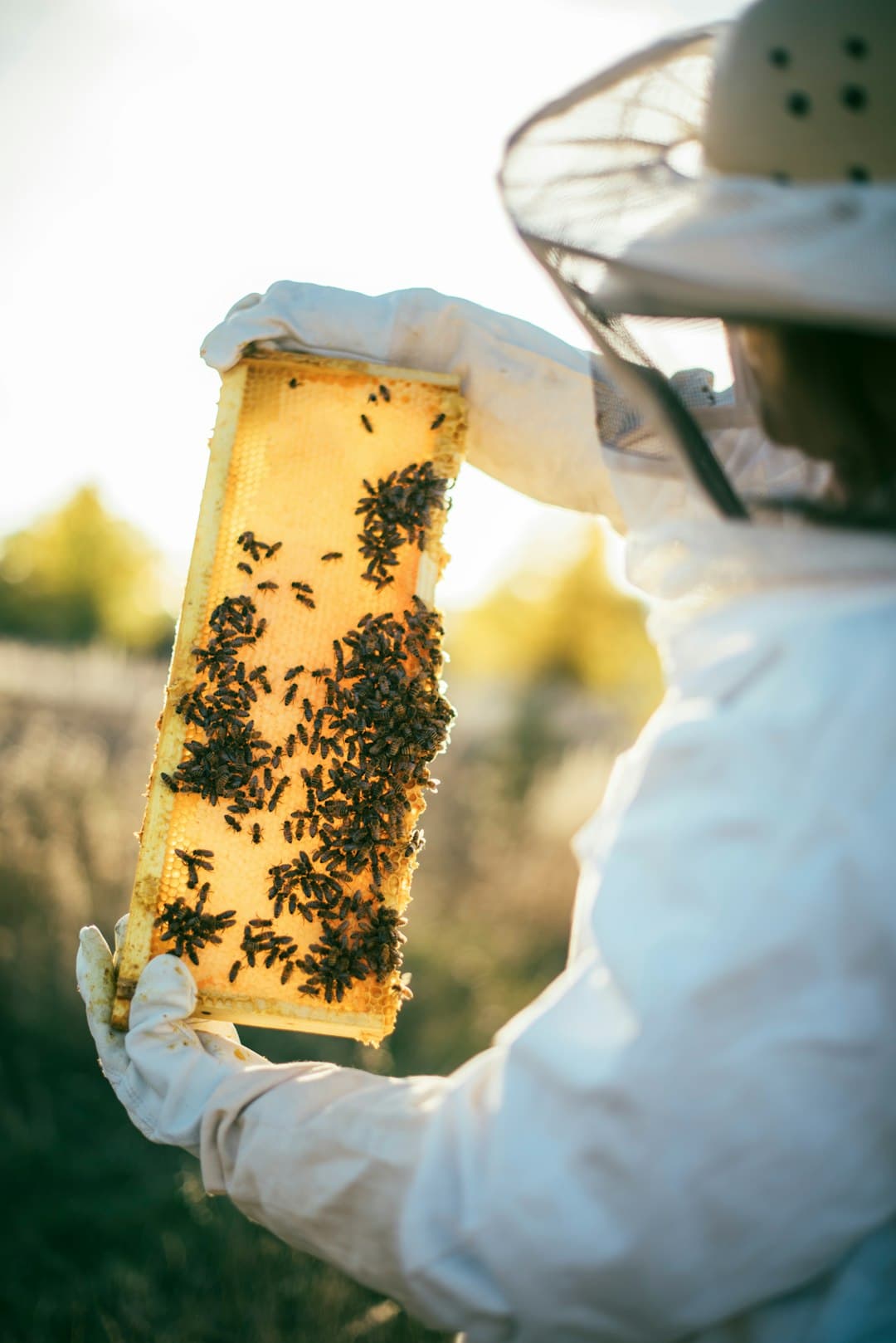 A beekeeper opening a Langstroth hive on a sunny morning
