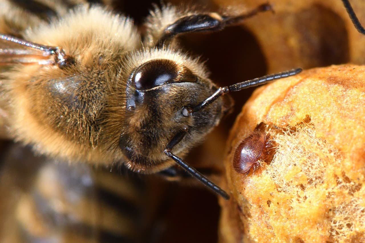 A beekeeper performing an alcohol wash mite count using a sample of bees in a jar