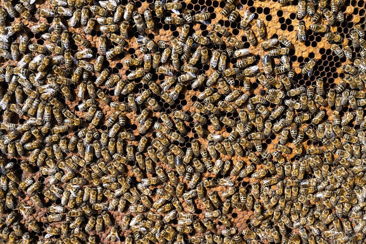 Multiple honey supers stacked high on a strong, productive hive during a nectar flow