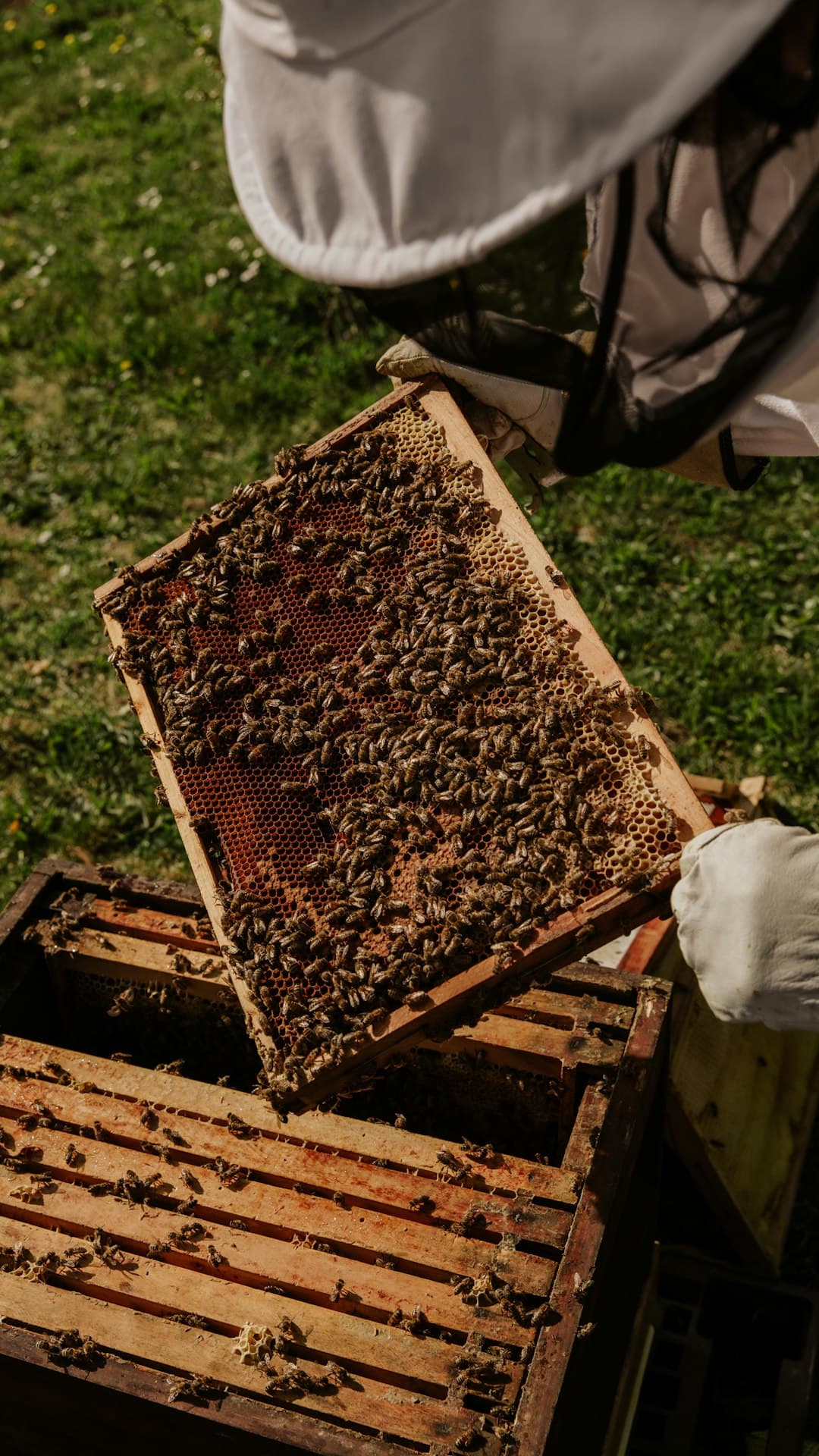 A hive wrapped with insulation and a windbreak behind it, prepared for winter