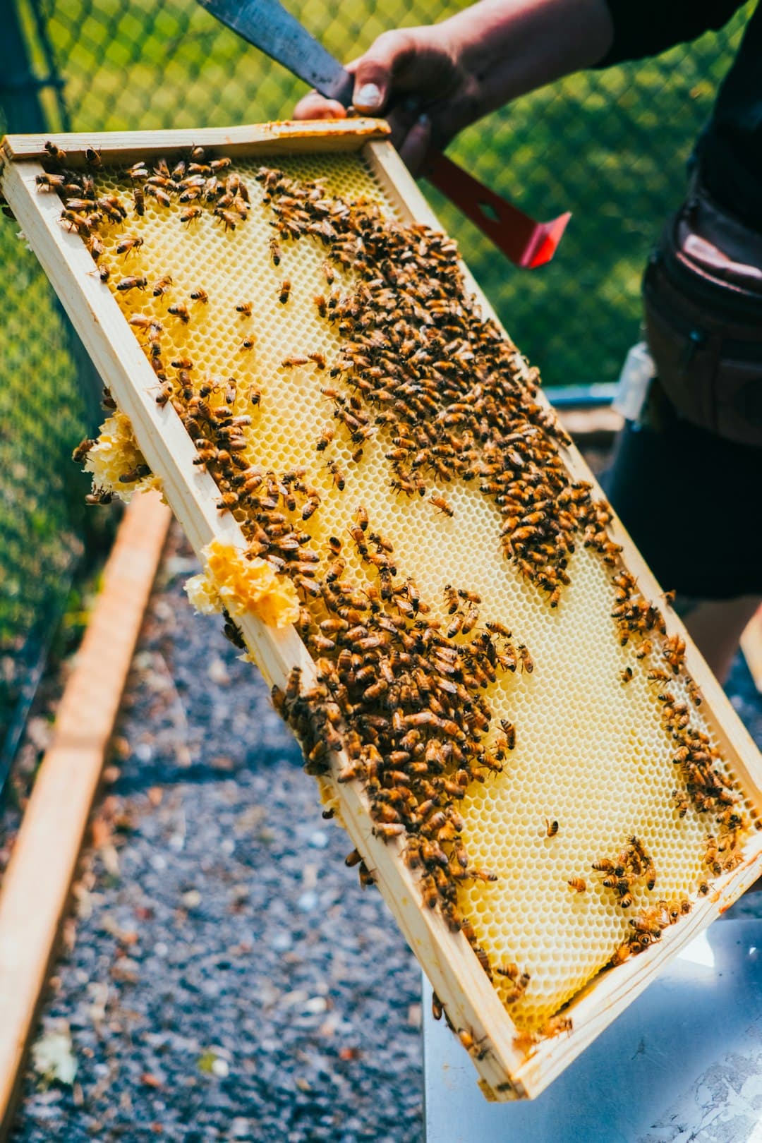 A screened bottom board being inspected underneath a hive, used to monitor natural mite drop
