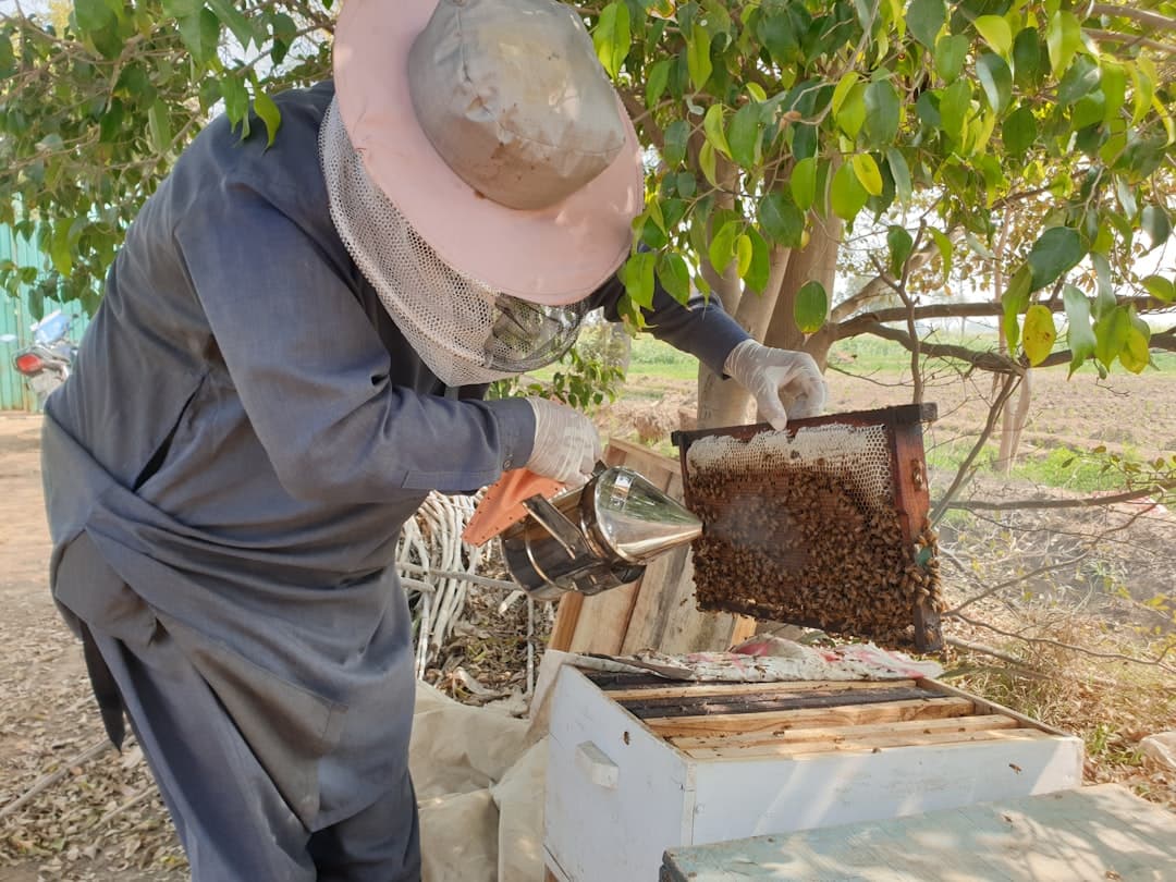 A hive in a warm, green landscape with year-round blooming forage nearby