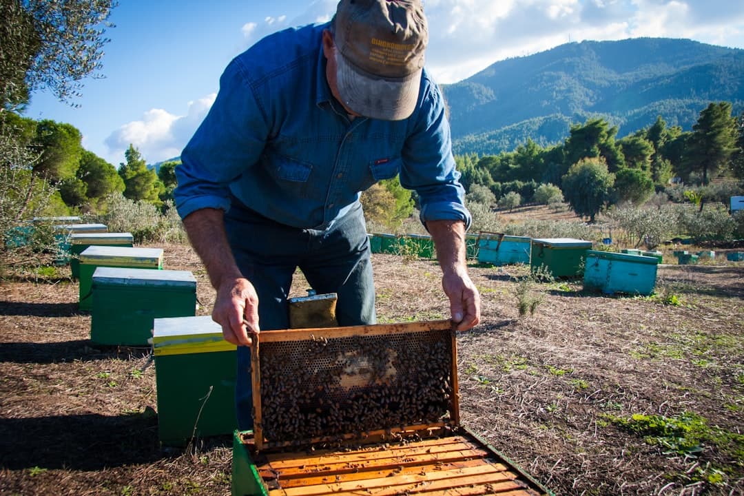 A beekeeper performing a mite count on a warm day, checking a sample from a continuously brood-rearing colony