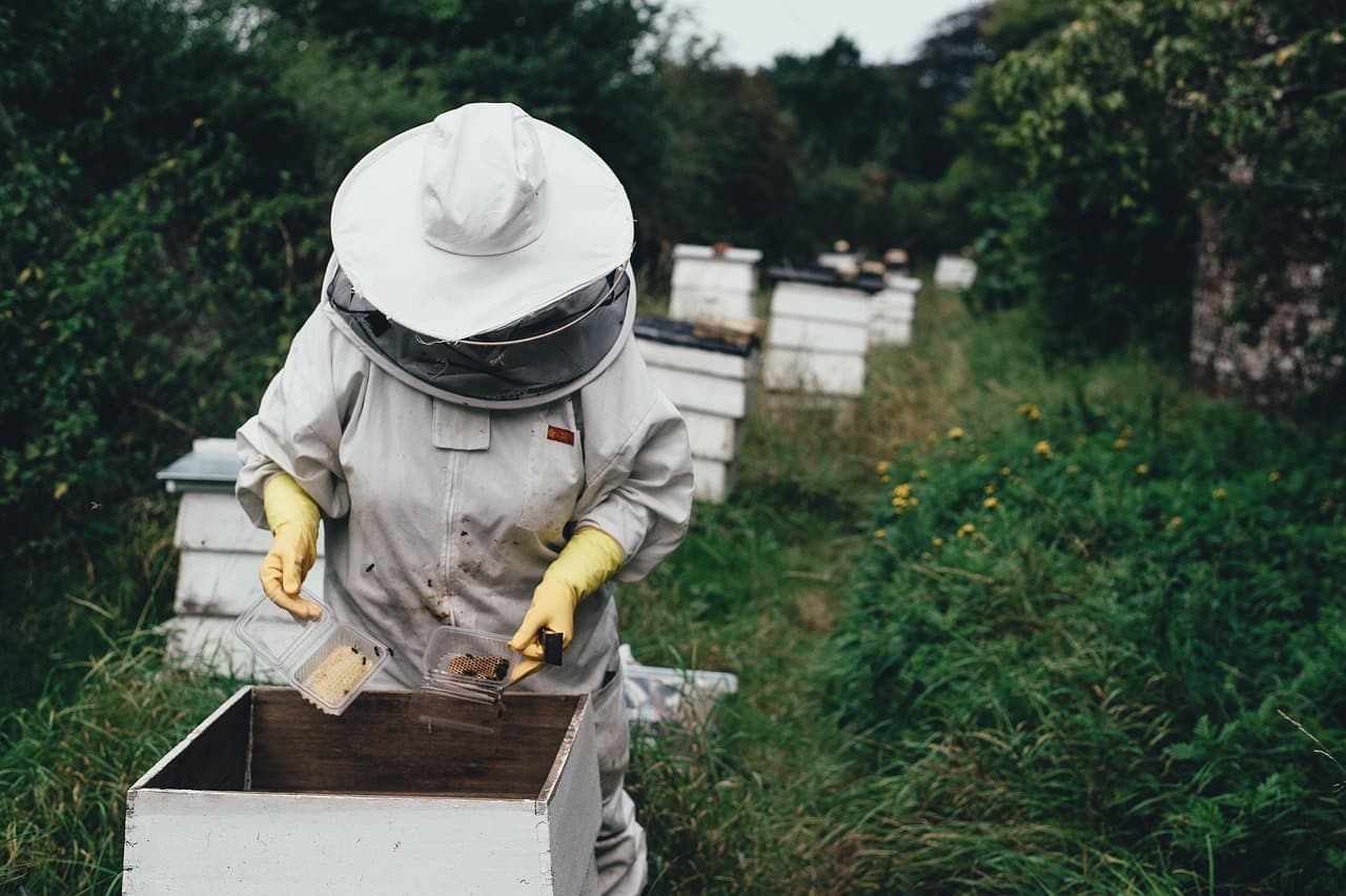 A beekeeper in full protective gear working calmly and deliberately at a hive