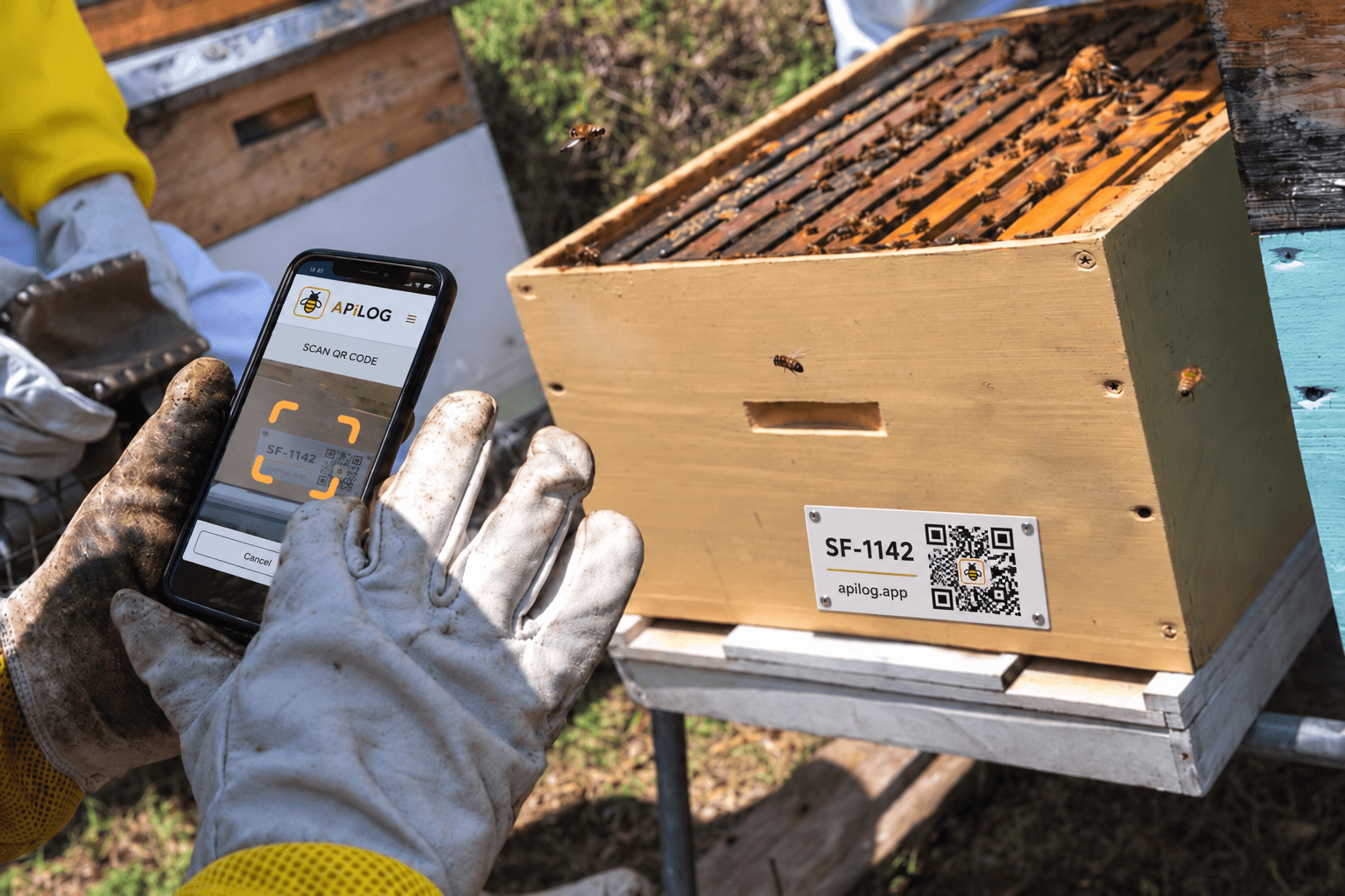 Beekeeper in gloves scanning a hive's QR code identifier tag with the APiLOG app