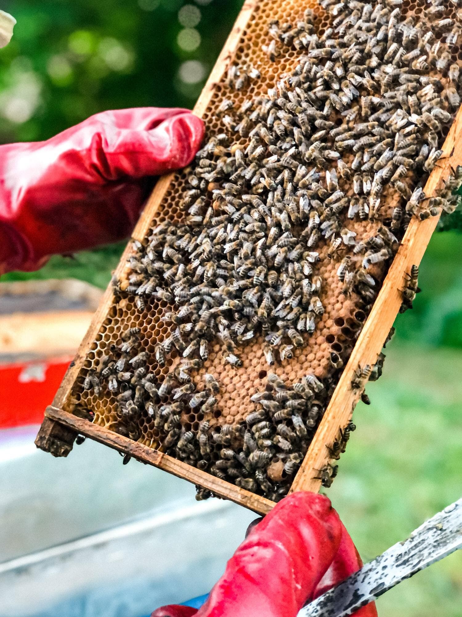 Spring Feeding Made Simple: Track Pollen, Sugar, and Brood Cycles with APiLOG