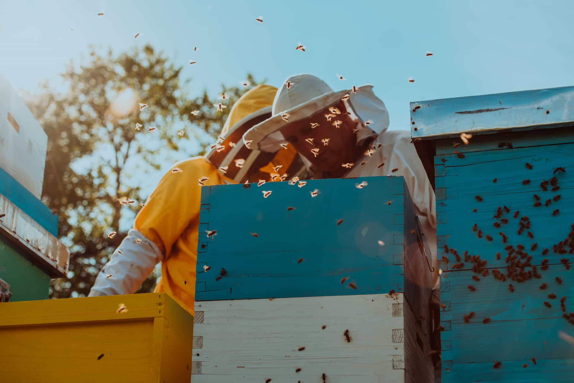 Beekeepers checking honey on hive frames in a commercial apiary