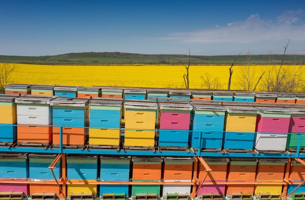 Transforming Large-Scale Apiary Management with APiLOG | APiLOG Blog